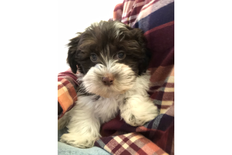 Best Havanese Baby