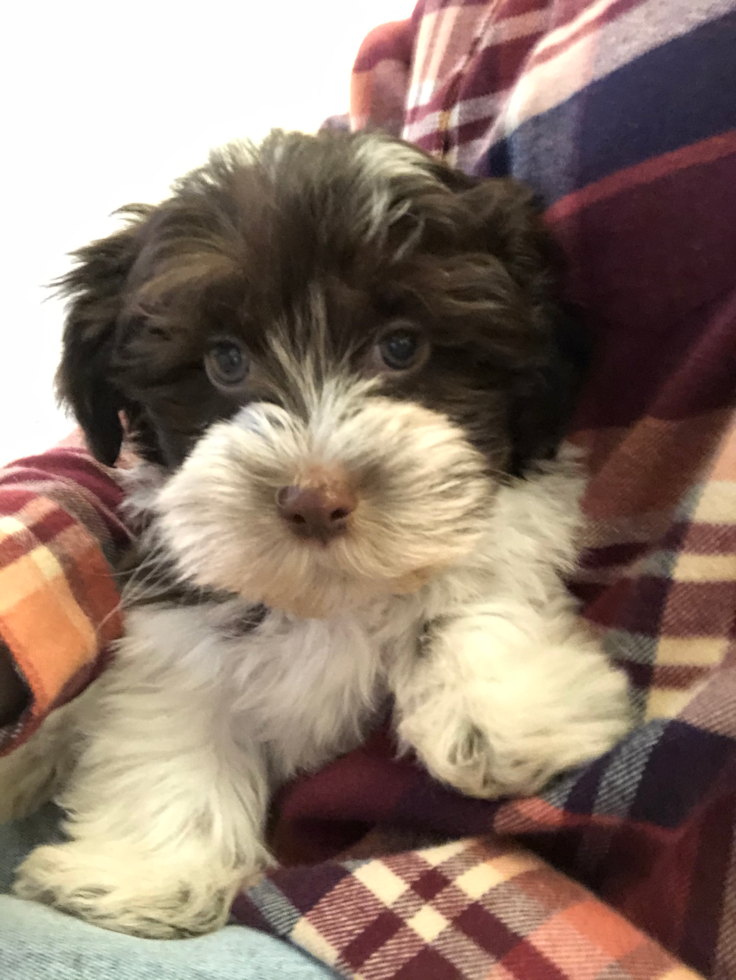 East Havanese Pup