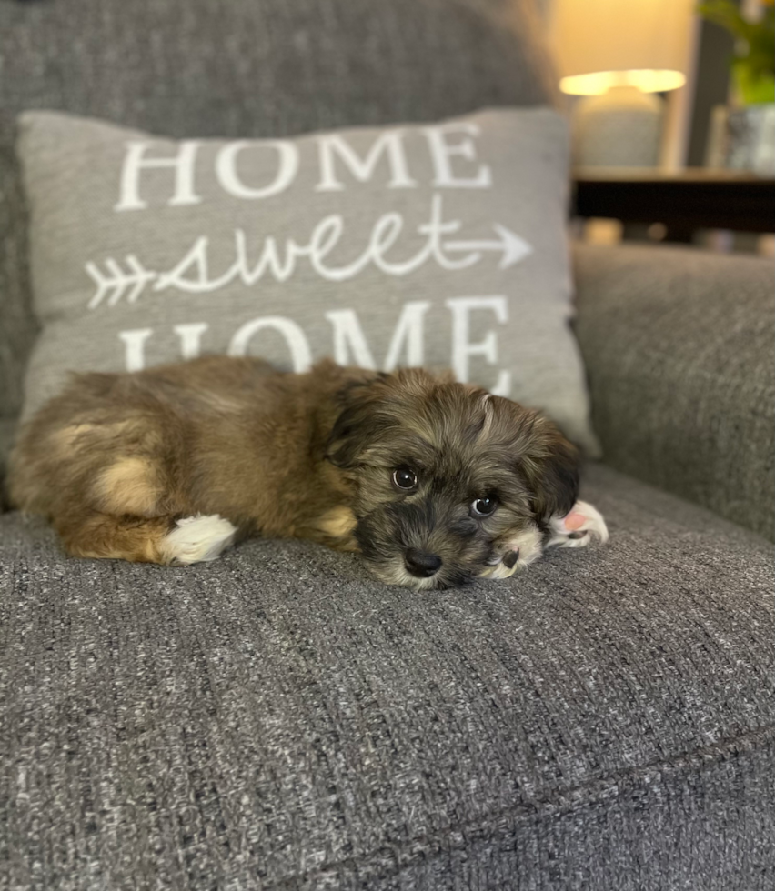 Small Havanese Pup