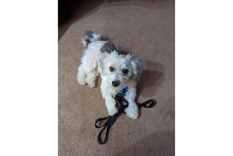 Happy Havanese Purebred Puppy