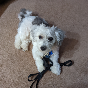 Funny Havanese Purebred Pup