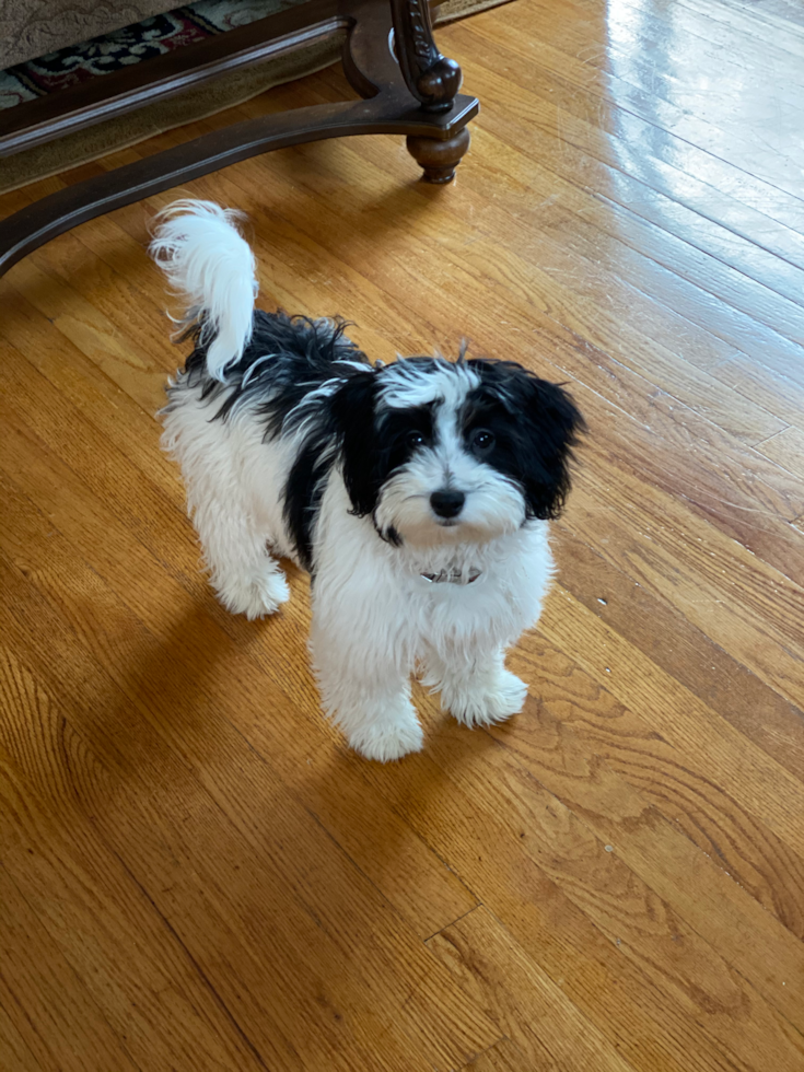 Small Havanese Purebred Pup