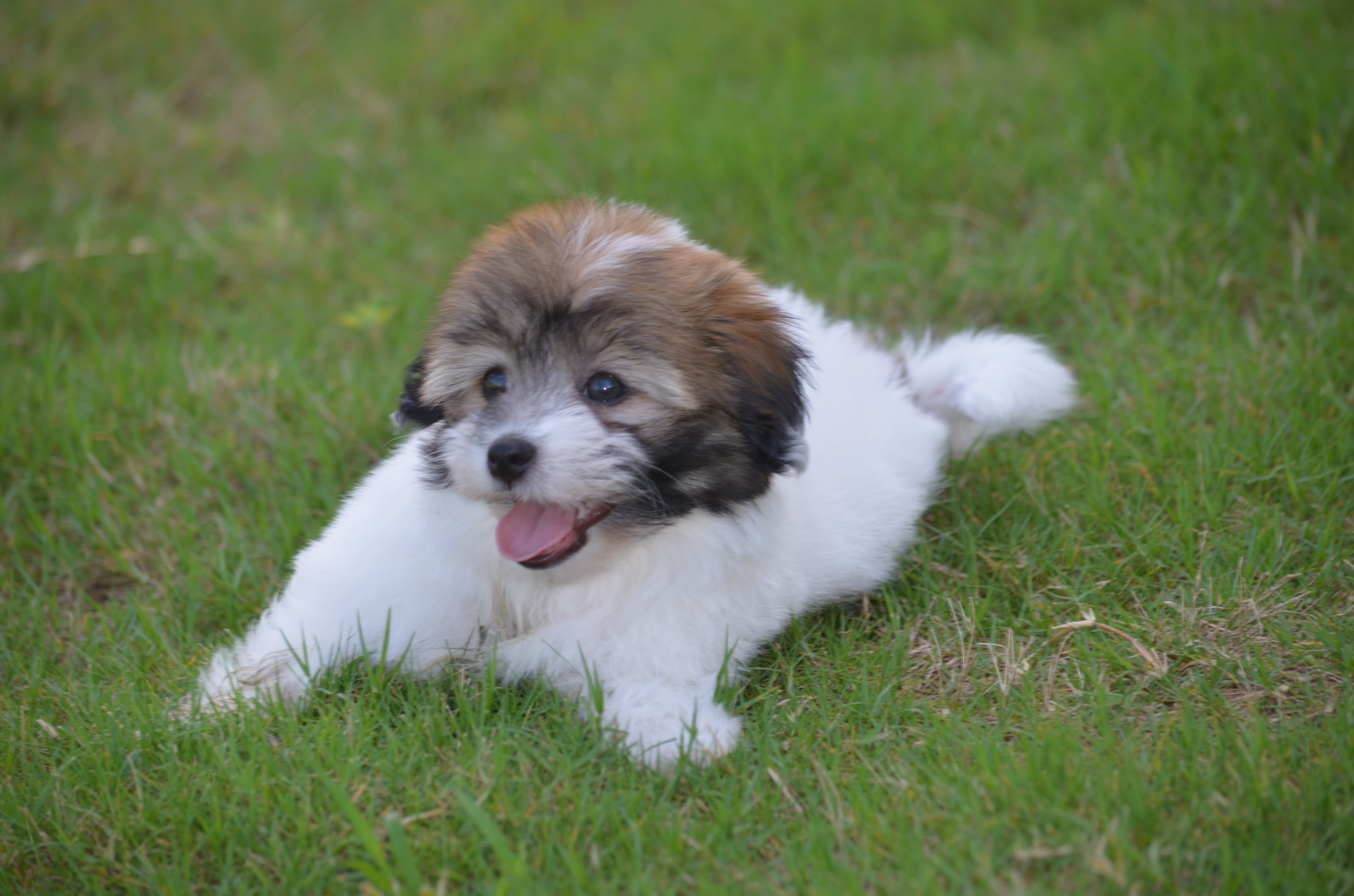 Havanese Pup Being Cute