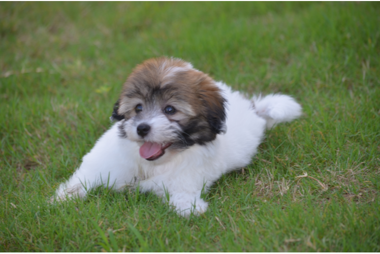 Havanese Pup Being Cute