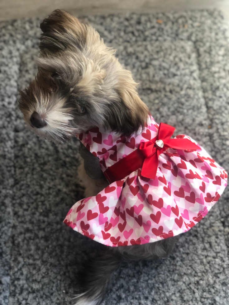 Oxnard Havanese Pup