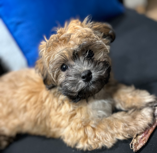 Hamden Havanese Pup