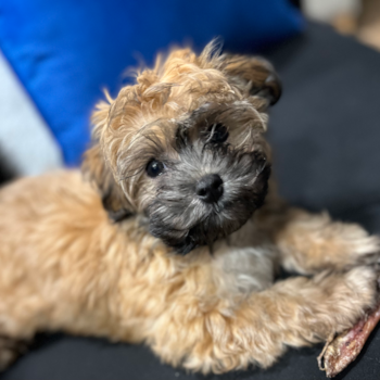 Hamden Havanese Pup