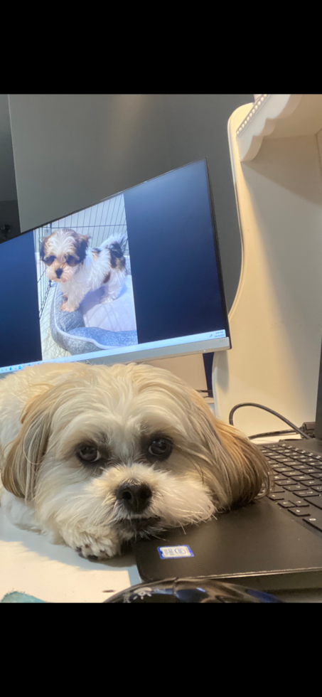 Adorable Havanese Designer Pup