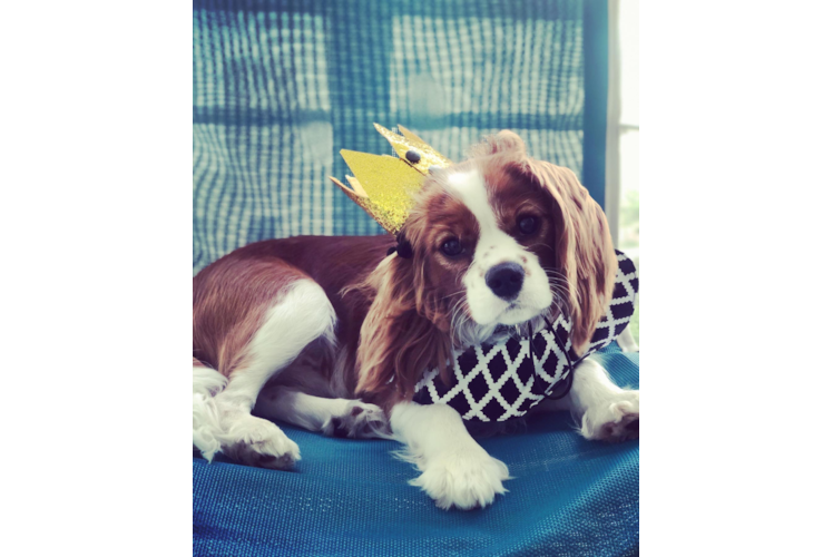 Fluffy Cavalier King Charles Spaniel Purebred Puppy