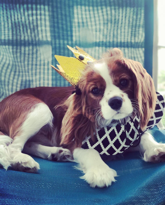 Sunny Isles Cavalier King Charles Spaniel Pup