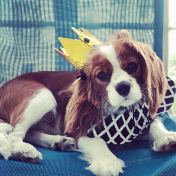 Sunny Isles Cavalier King Charles Spaniel Pup