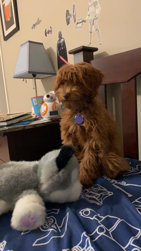 Happy Mini Labradoodle Baby