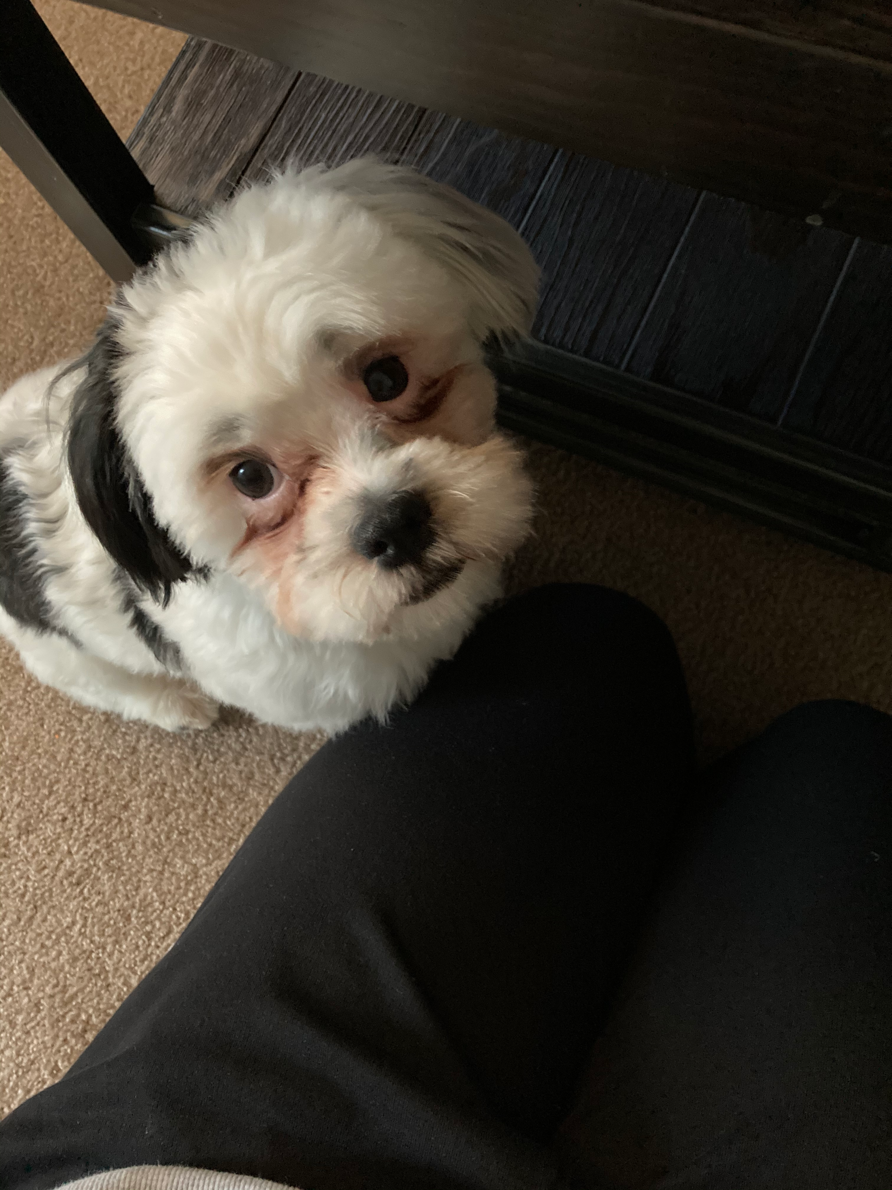 Best Teddy Bear Baby
