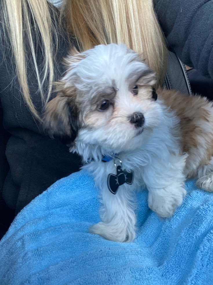 Friendly Teddy Bear Pup in Bremerton WA