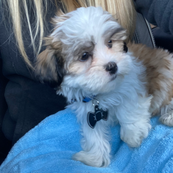 Friendly Teddy Bear Pup in Bremerton WA