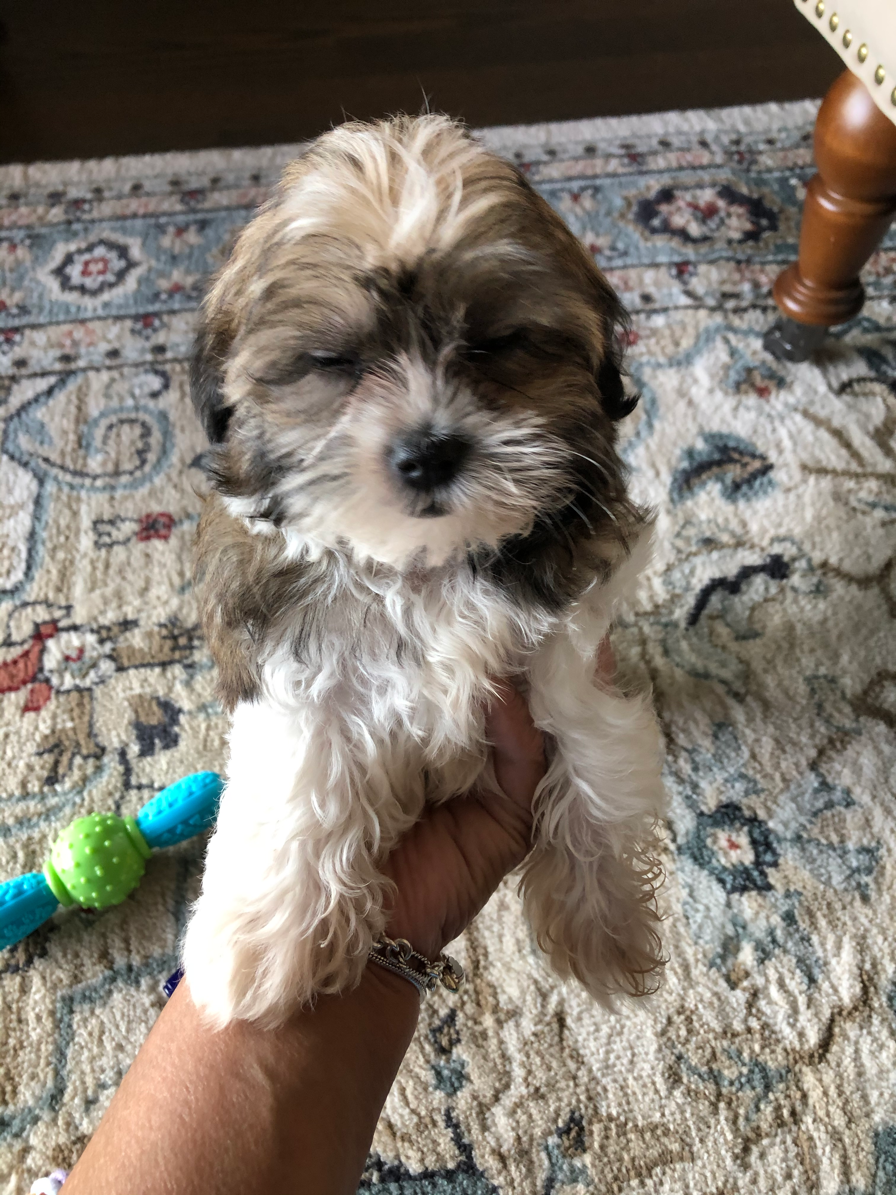 Teddy Bear Puppy for Adoption