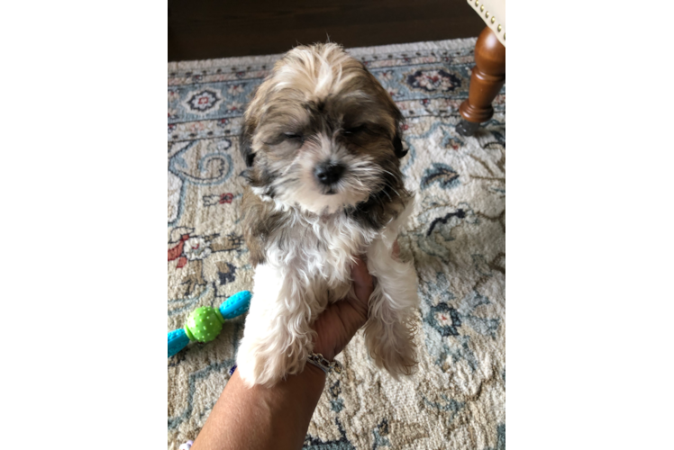 Teddy Bear Puppy for Adoption