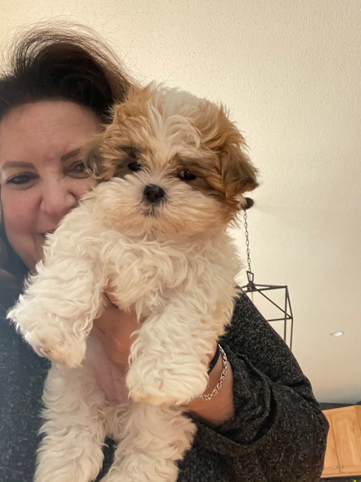 Small Teddy Bear Pup in Tolland CT