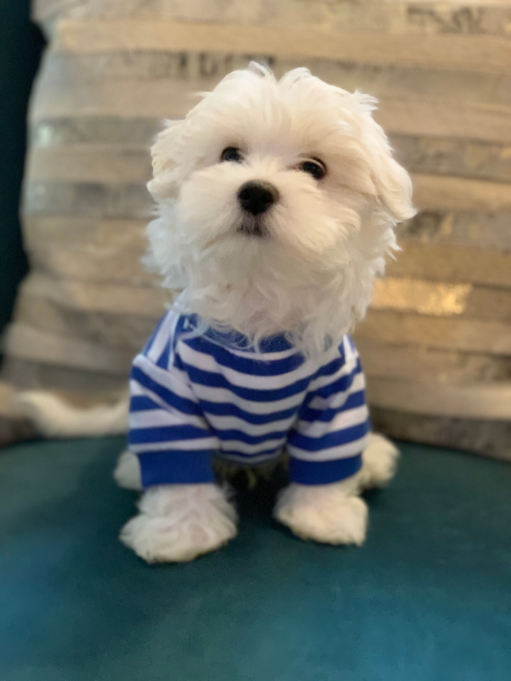 Savannah Maltese Pup