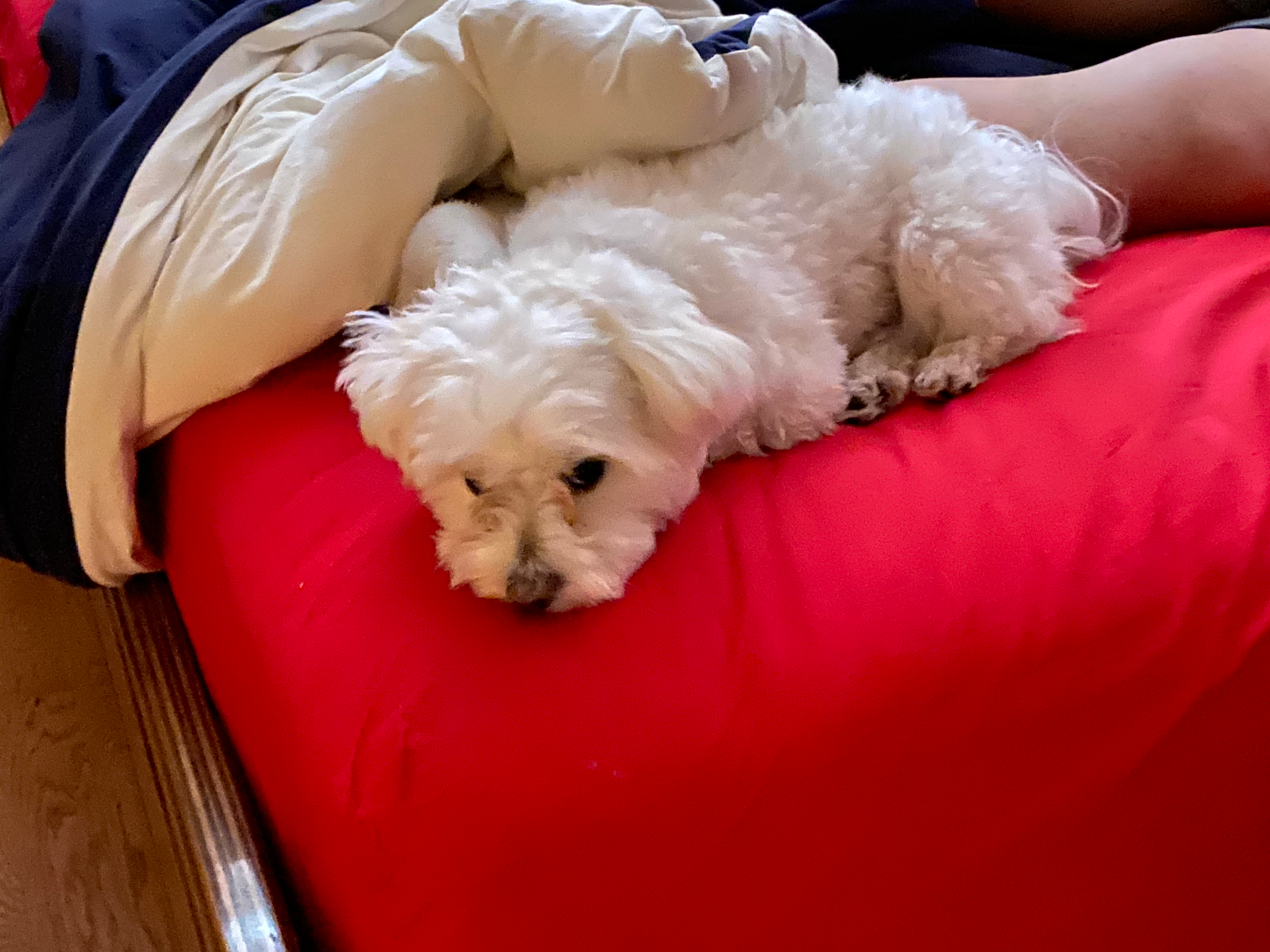 Best Maltese Baby