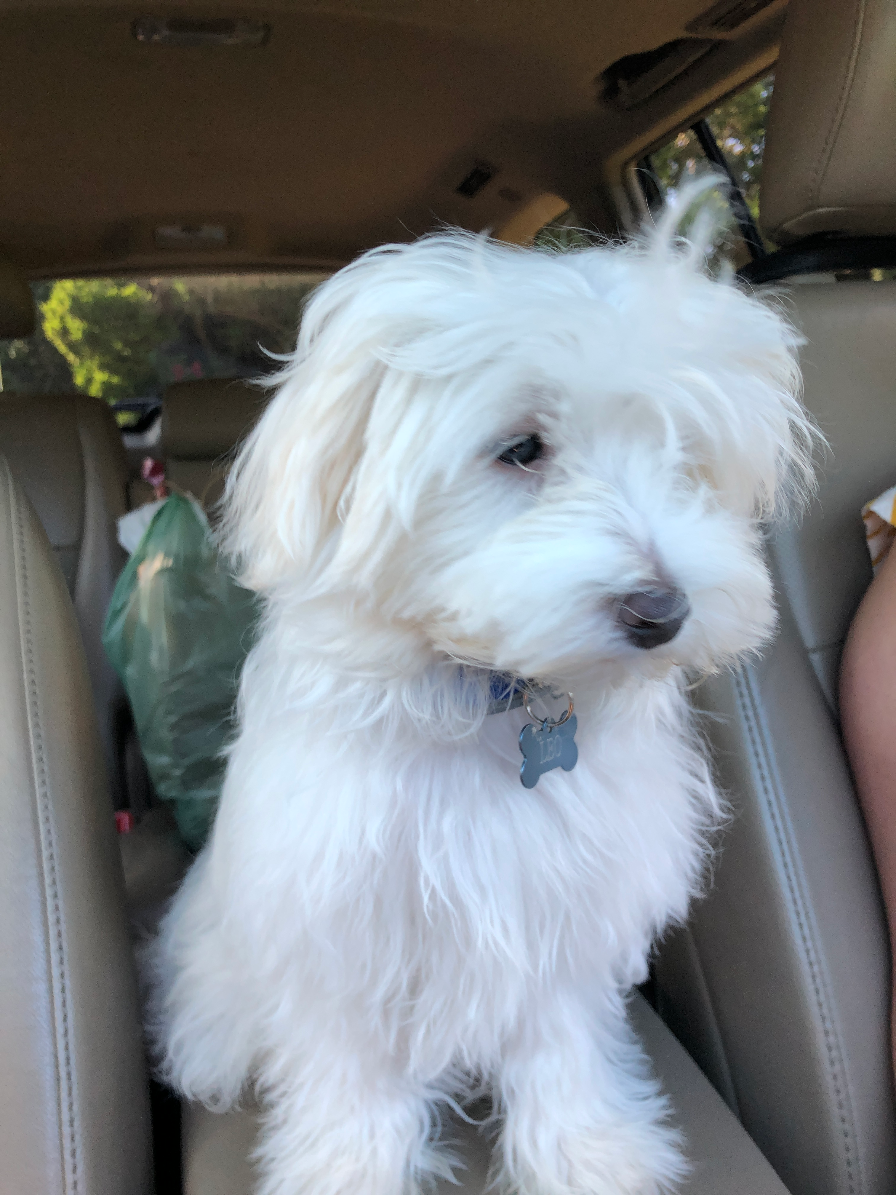 Maltese Puppy for Adoption