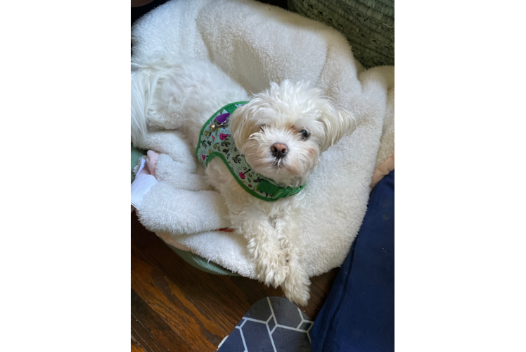 Maltese Pup Being Cute