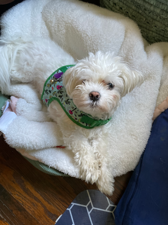 Smart Maltese Pup in Pittsburgh PA