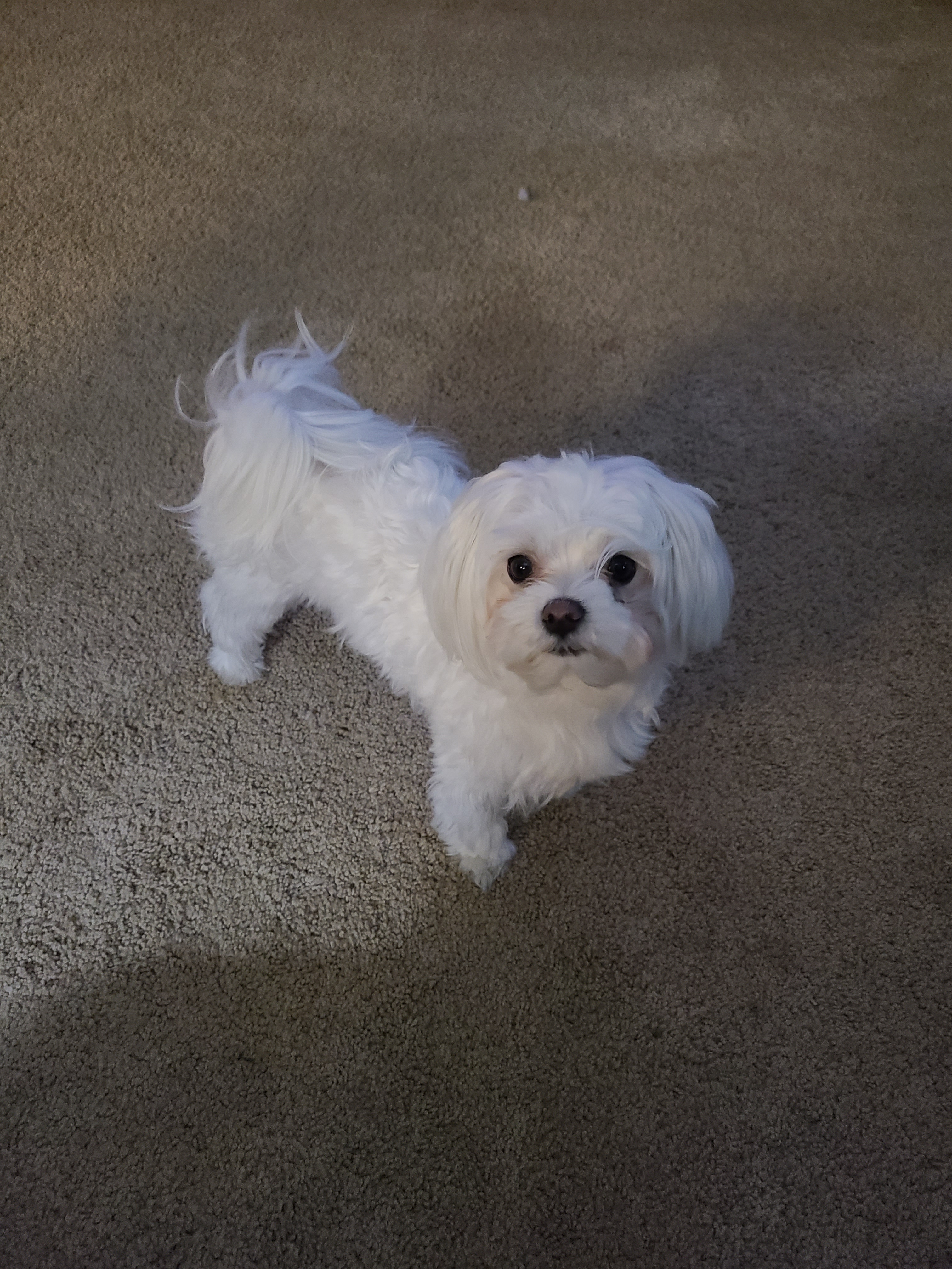 Adorable Maltese Purebred Puppy