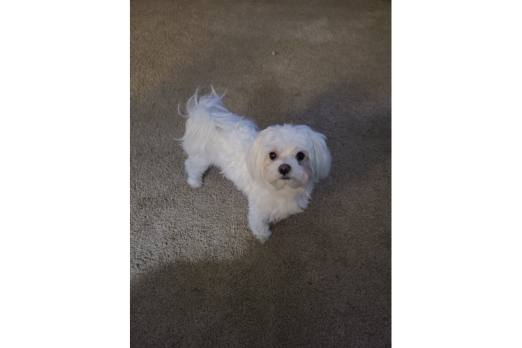 Adorable Maltese Purebred Puppy