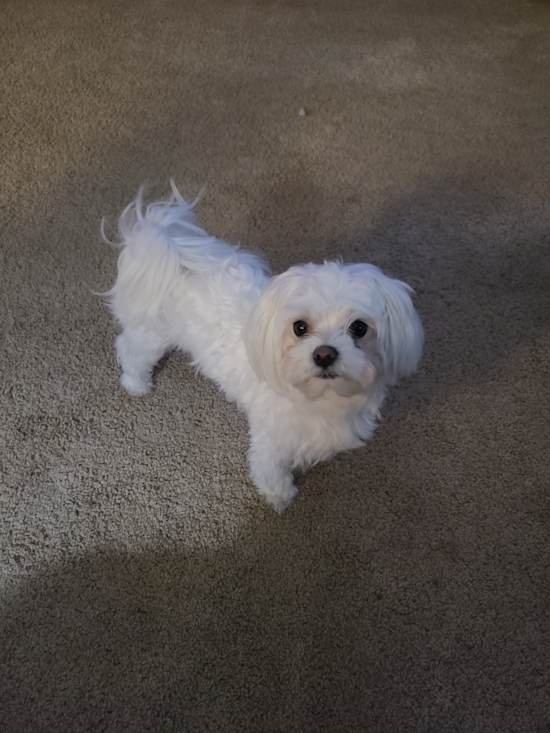 Cute Maltese Pup in Milton Pa