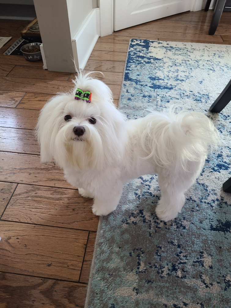 Energetic Maltese Purebred Puppy