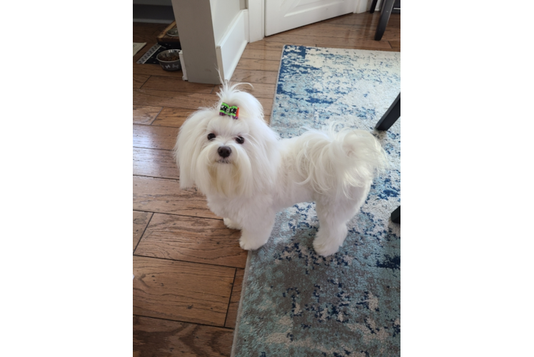 Energetic Maltese Purebred Puppy