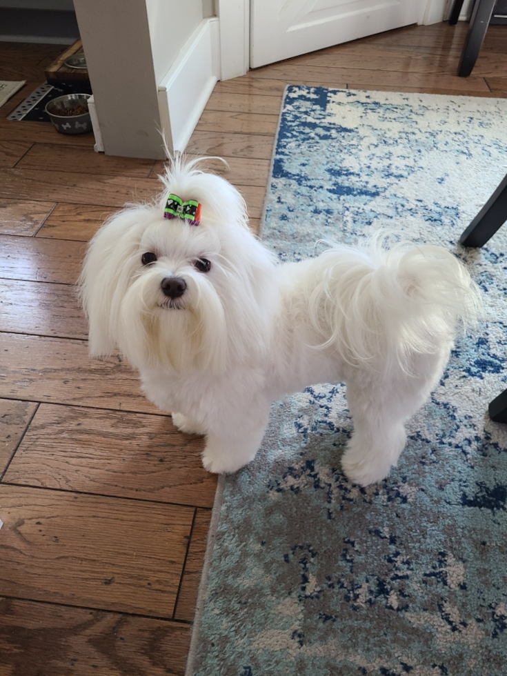 Energetic Maltese Pup in Ashland OH