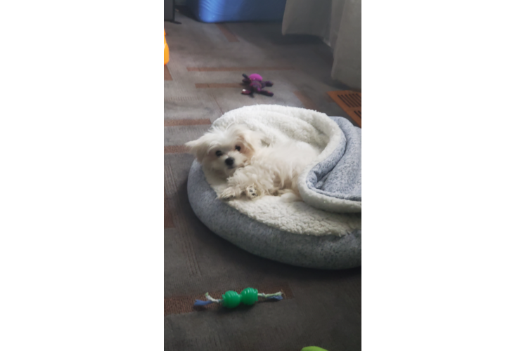 Maltese Pup Being Cute