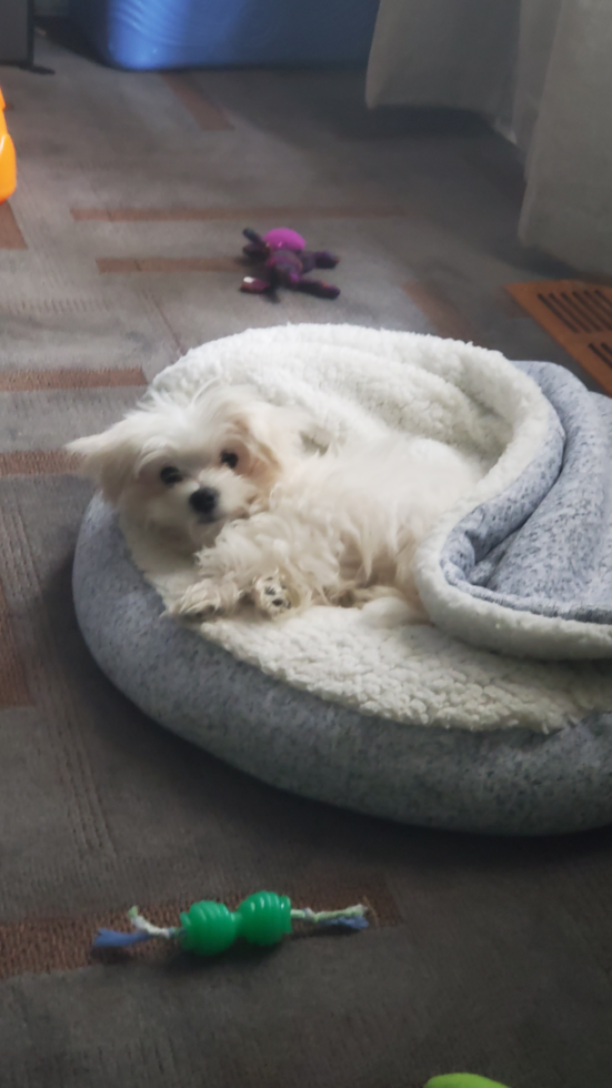 Happy Maltese Purebred Pup