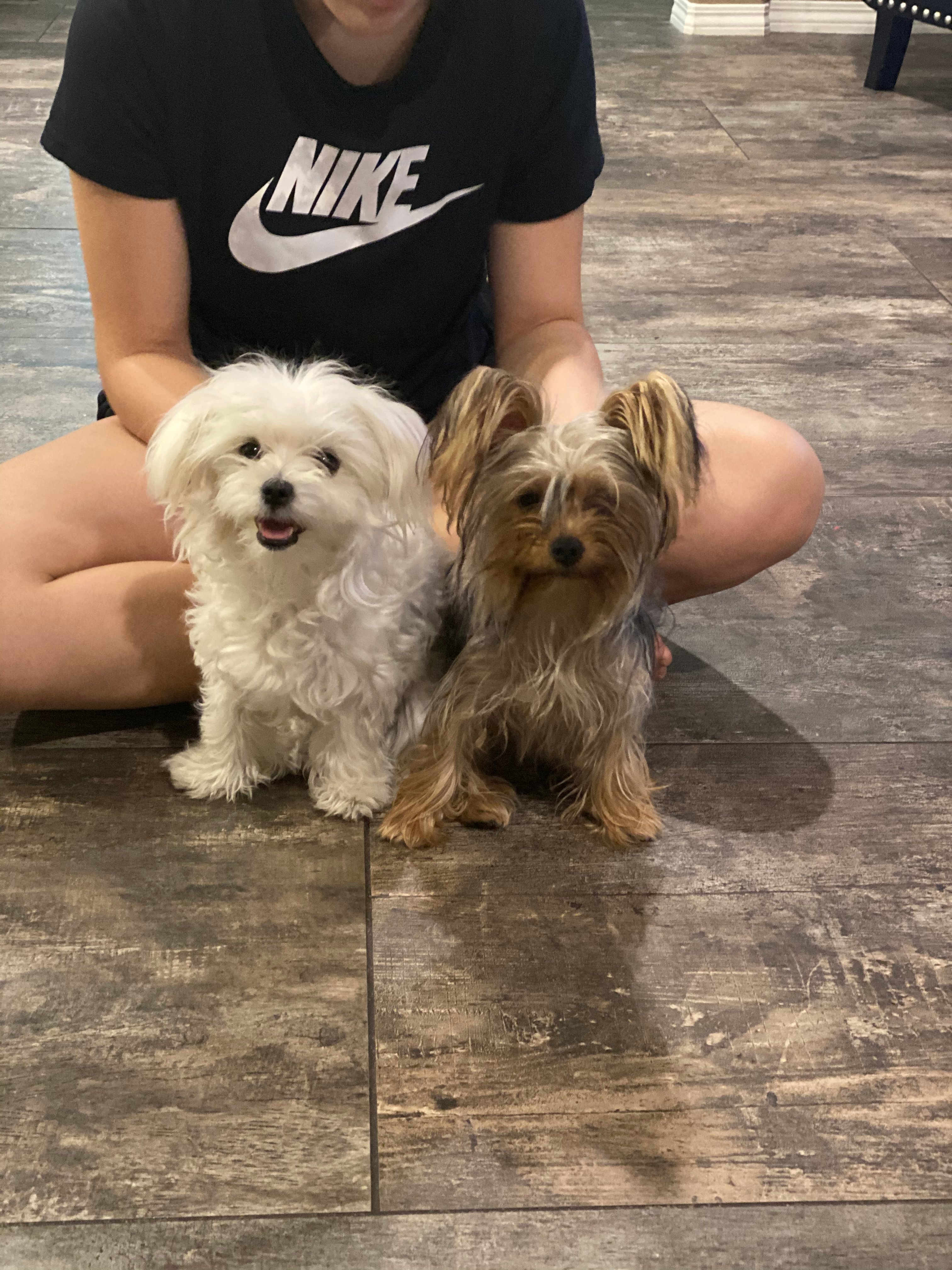 Maltese Pup Being Cute