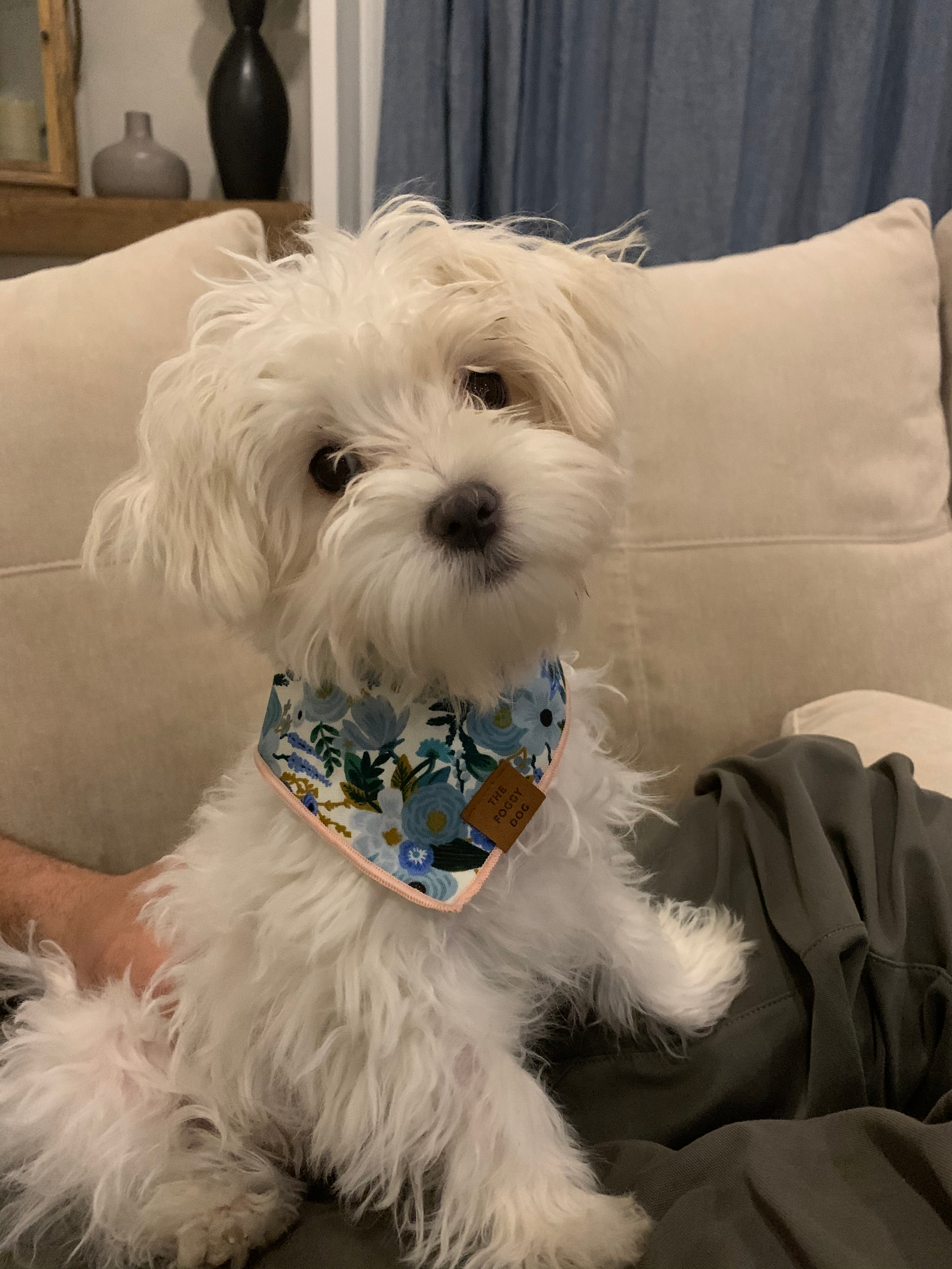 Maltese Puppy for Adoption