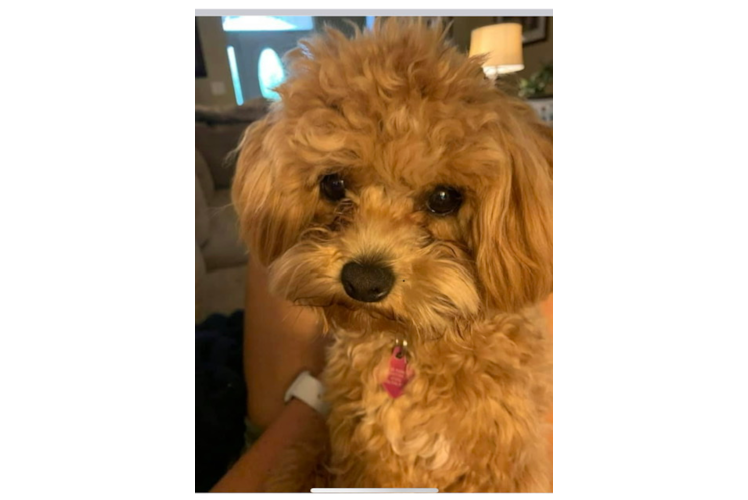 Hypoallergenic Maltepoo Poodle Mix Puppy