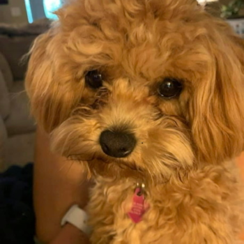 Petite Maltipoo Poodle Mix Pup