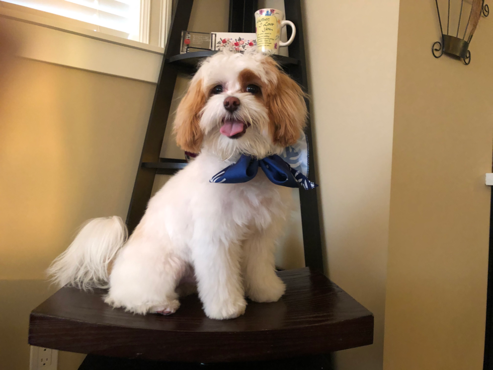 Adorable Maltese Poodle Poodle Mix Pup