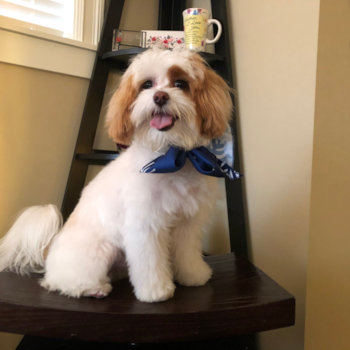 Adorable Maltese Poodle Poodle Mix Pup