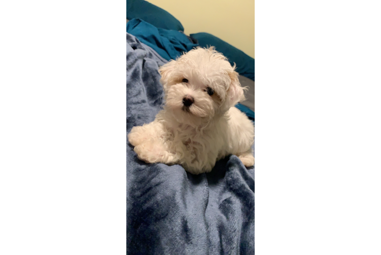 Maltipoo Puppy for Adoption