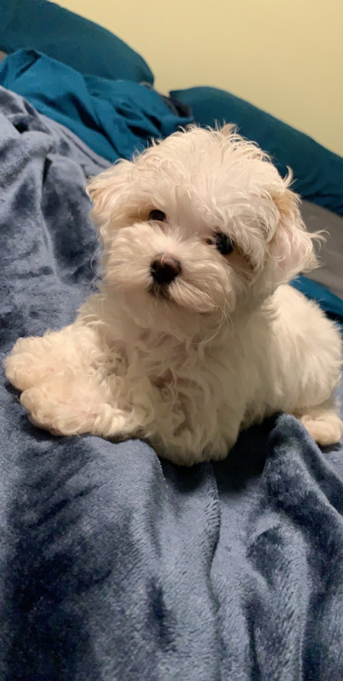 Adorable Maltese Poodle Poodle Mix Pup