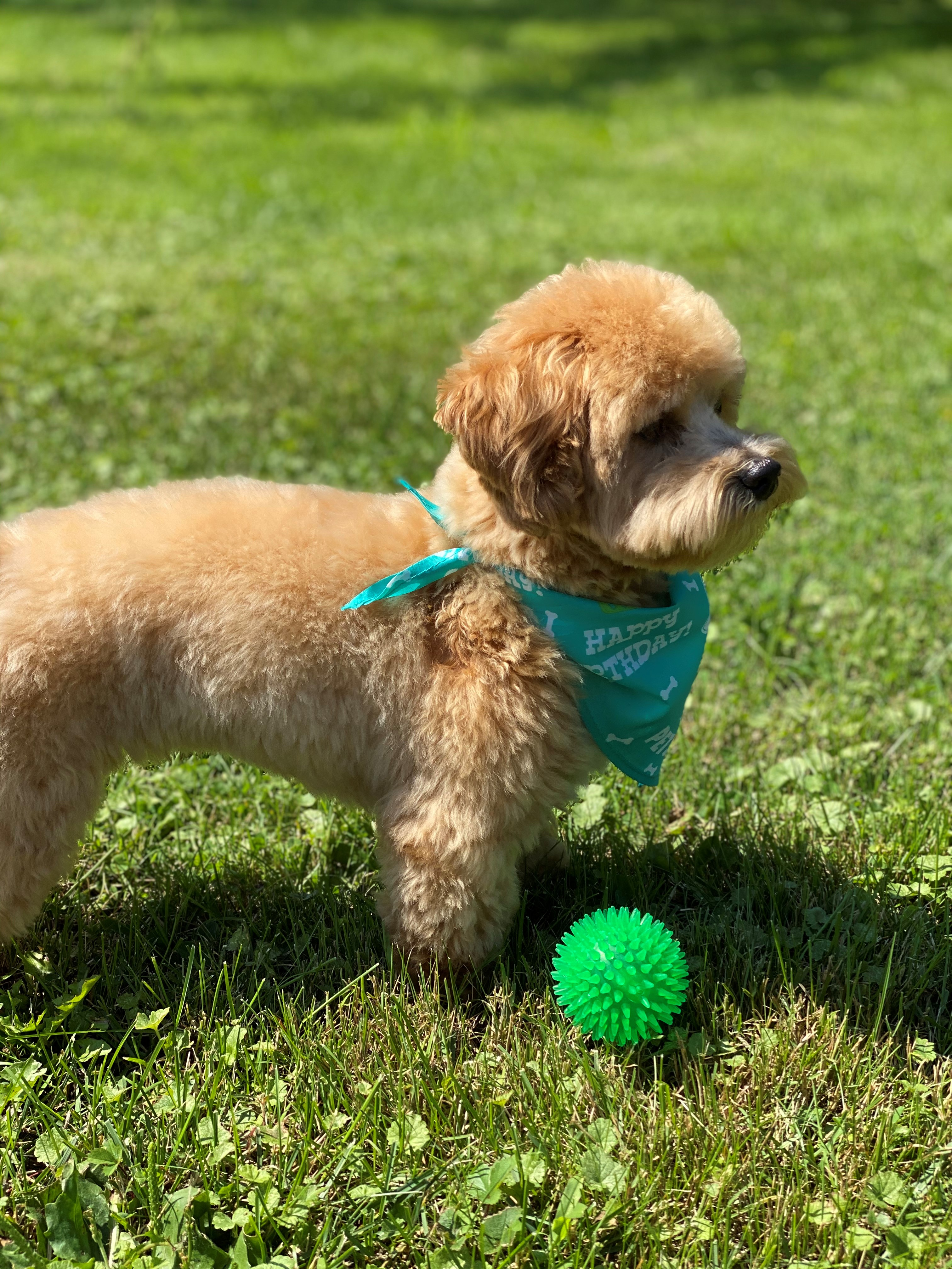 Popular Maltipoo Poodle Mix Pup