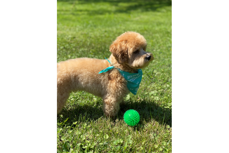 Popular Maltipoo Poodle Mix Pup