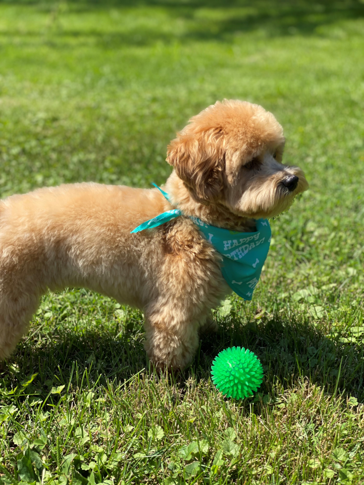 Fly Creek Maltipoo Pup