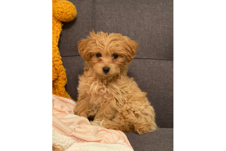 Maltipoo Puppy for Adoption