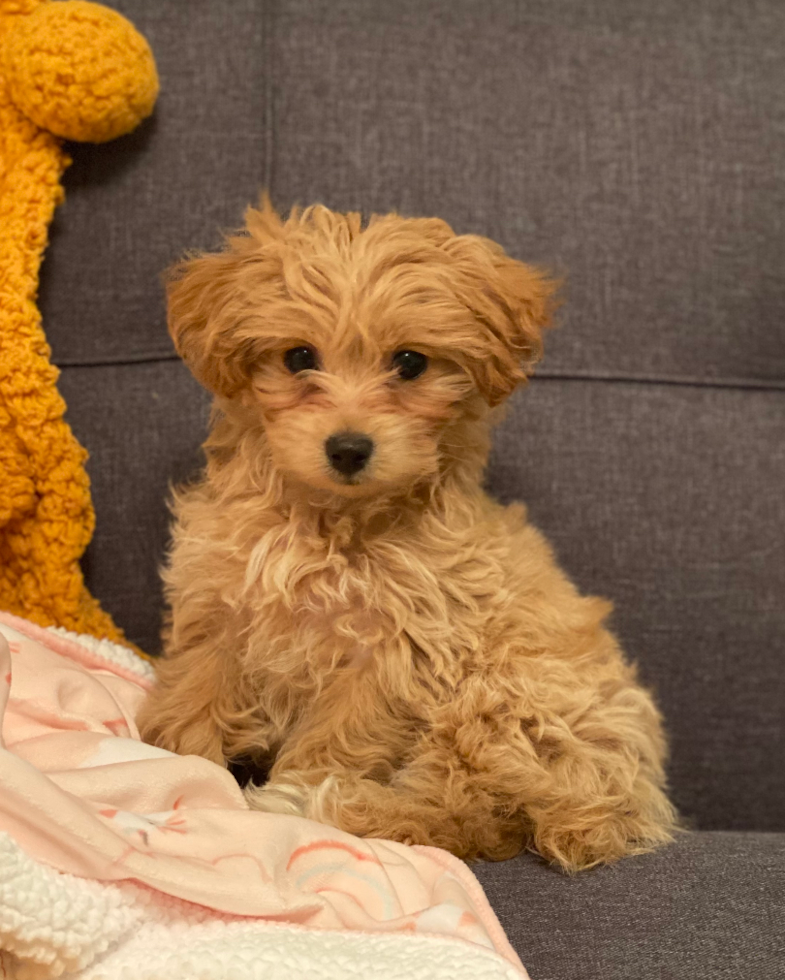 Maltipoo Being Cute