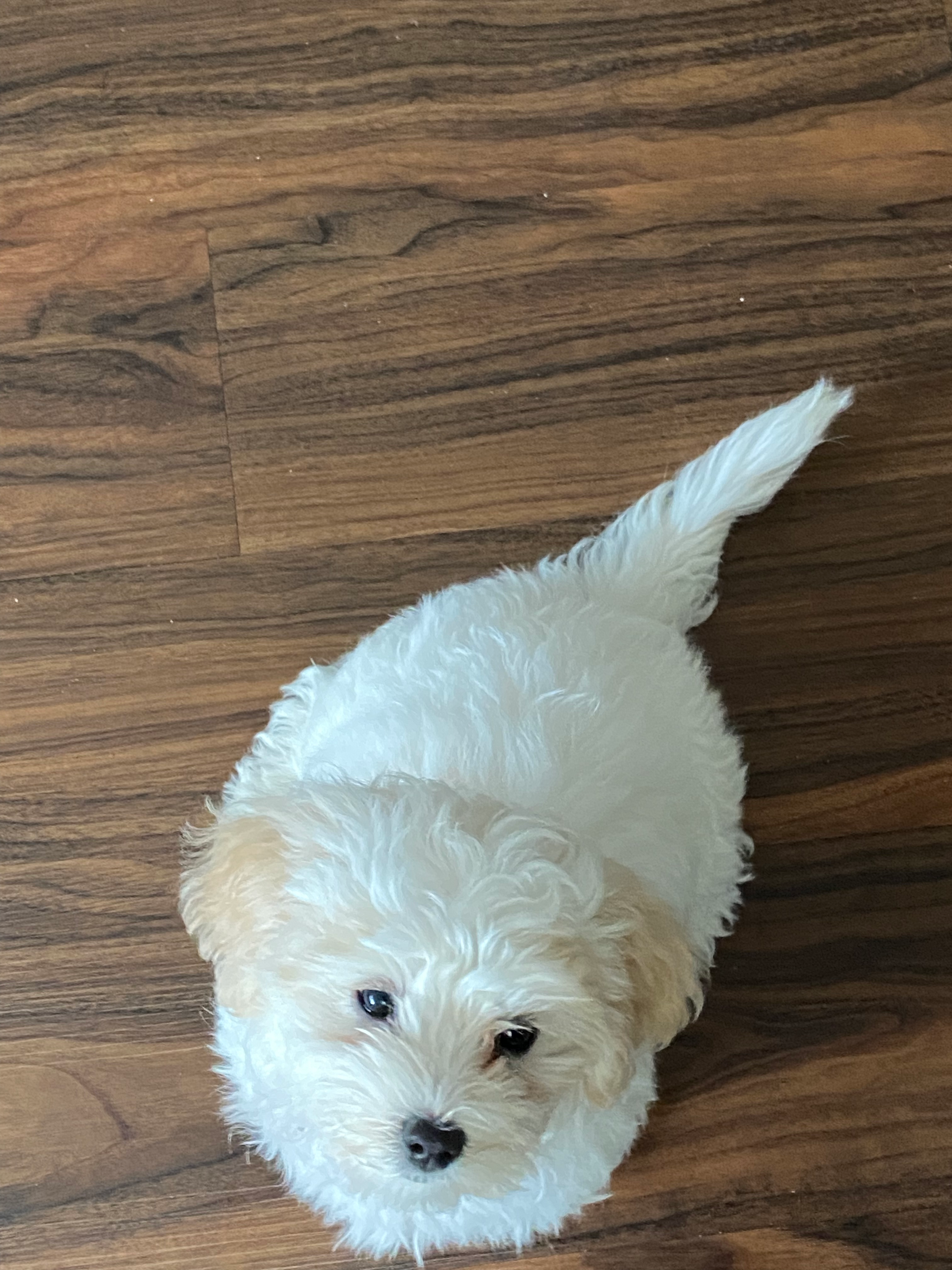 Sweet Maltipoo Baby