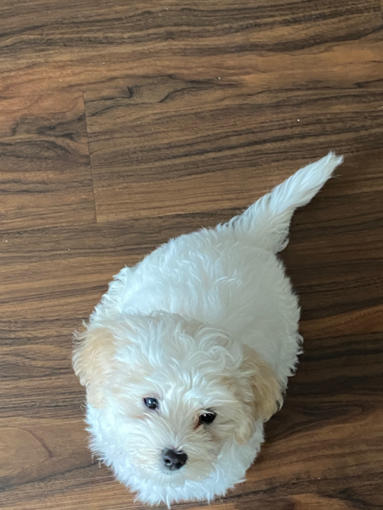 Fluffy Maltipoo Poodle Mix Pup